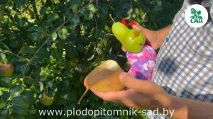 Груша БРЯНСКАЯ КРАСАВИЦА. Великолепный сорт с красивыми, вкусными плодами.