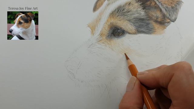 Drawing a Jack Russell Dog with Coloured Pencil - Part 6 (Top of the Nose) смотреть онлайн
