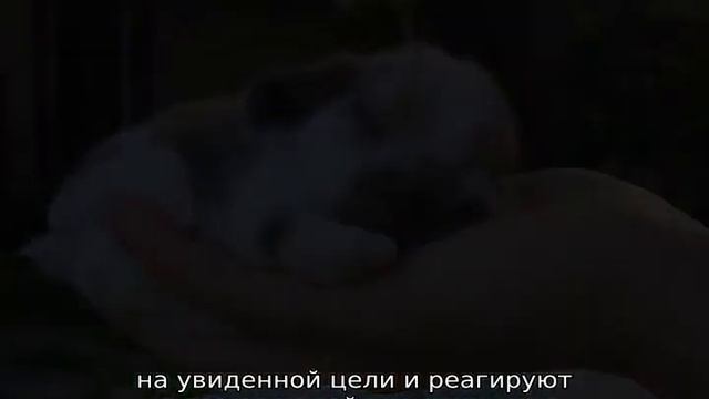Декоративные кролики смотреть онлайн
