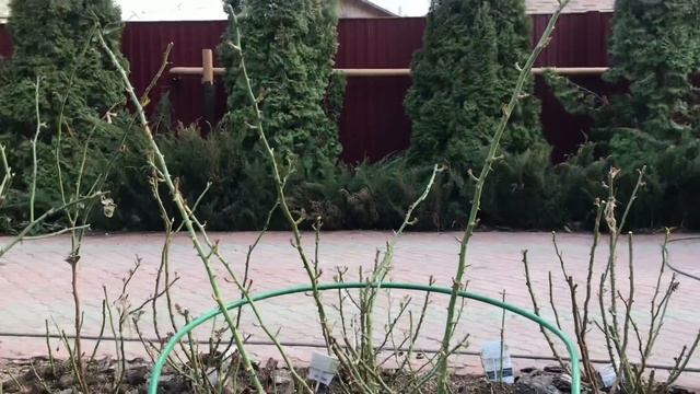 СЛАБЫЕ РОЗЫ, БОЛЕЗНИ РОЗ. смотреть онлайн