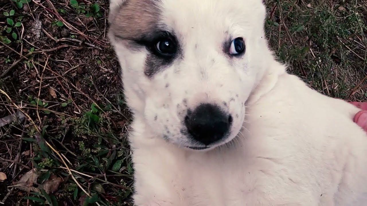 УМА. Новая артистка артели КиноДНА. смотреть онлайн