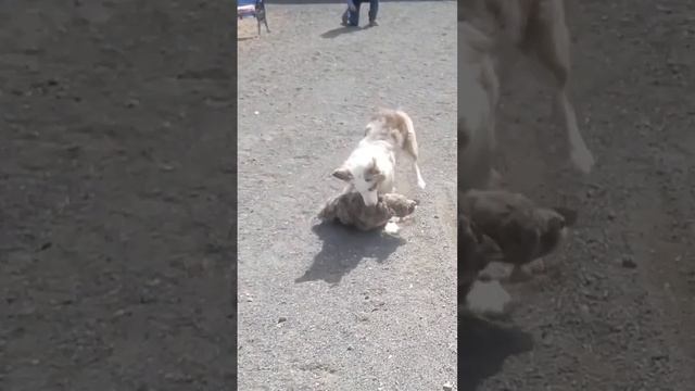 When your mother saves you from an oncoming CAR! @amazinggraceaussiedoodles #youtube #youtubeshorts смотреть онлайн