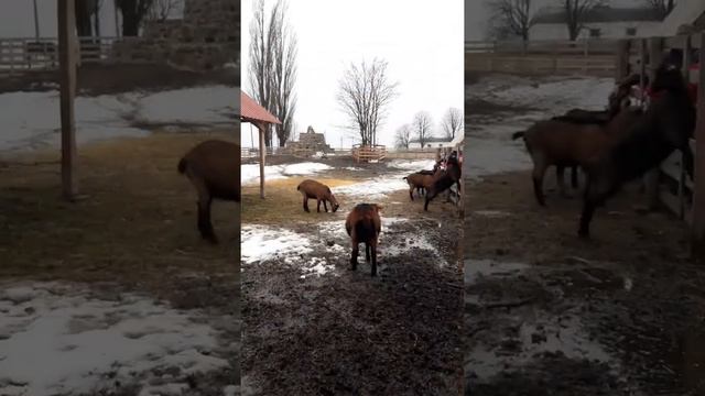 ферма" Лісова коза" смотреть онлайн