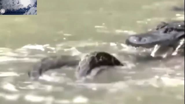 Аллигатор против Анаконды. Лучшая битва снятая на камеру смотреть онлайн