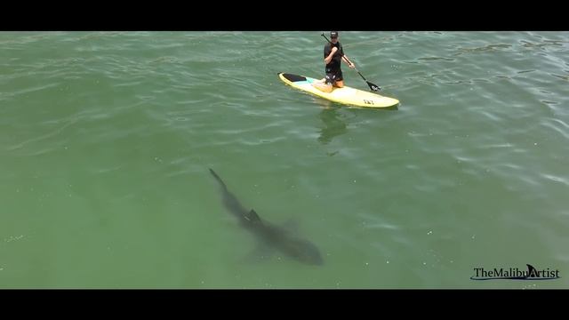 Best Great White Shark Drone Footage 2022 (Narrated) смотреть онлайн