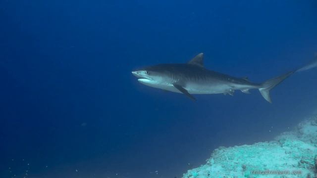 Tiger Sharks at Fuvahmulah Island, Maldives - April 2022 смотреть онлайн