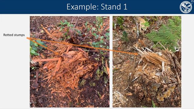 Forestry Lunch Breaks (Feb 2023 - Day 1): Root Diseases - Signs and Symptoms смотреть онлайн