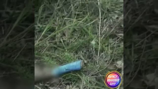 Наконец то наказали вредителей . Не законная вырубка лесов