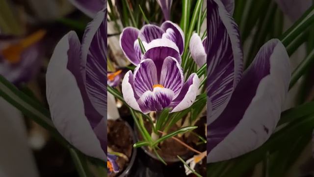 #shorts Крокус / Шафран / Первоцветы / Crocus смотреть онлайн