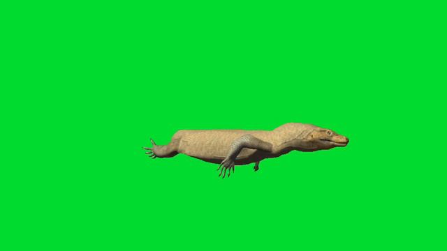 Komodo Dragon Green Screen video|||Copy right free|Cartoon animation| Free Cartoon characters|Pose смотреть онлайн
