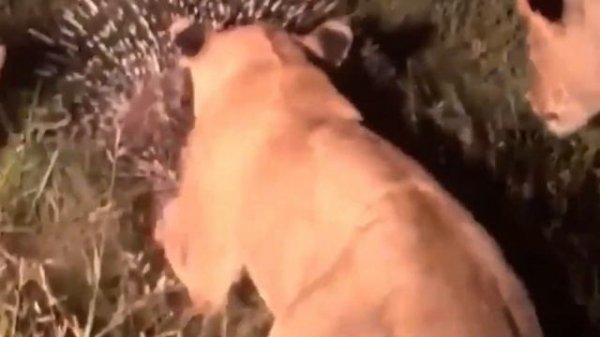 СУМАСШЕДШАЯ АТАКА ДИКОБРАЗА НА ЛЕОПАРДА! Самые Эпичные Битвы Дикобраза Против Хищников