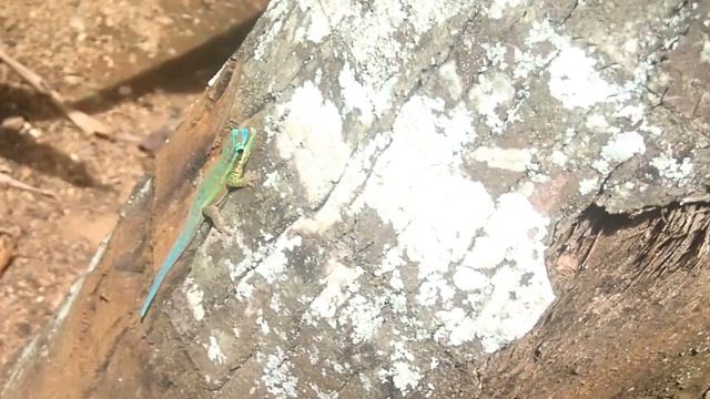 39 Phelsuma gecko Mauritius Mon Choisy Beach resort смотреть онлайн