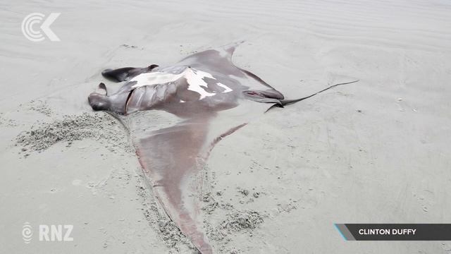 Mystery surrounds death of manta ray смотреть онлайн