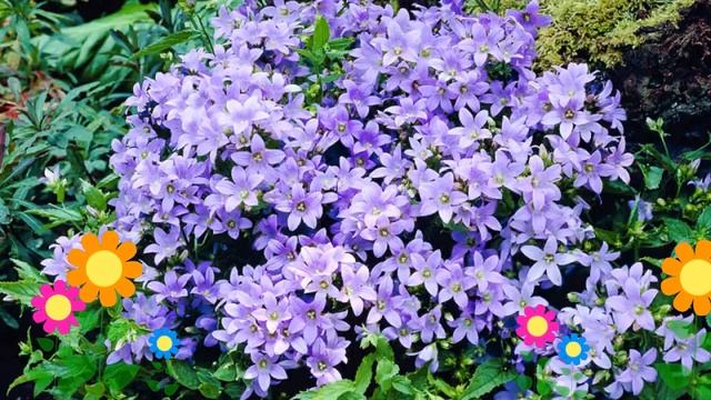 Колокольчик молочноцветковый. Краткий обзор, описание характеристик, где купить саженцы смотреть онлайн