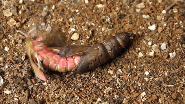 Бражник средний винный / Deilephila elpenor / Elephant hawk moth / Large elephant hawk moth смотреть онлайн