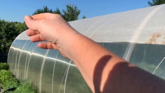 Не сажайте два томата в одну лунку.Жара.Притенили теплицы. смотреть онлайн