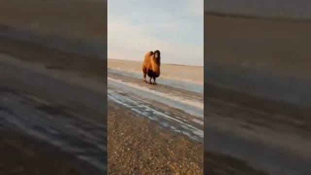 Верблюд зимой на дороге смотреть онлайн