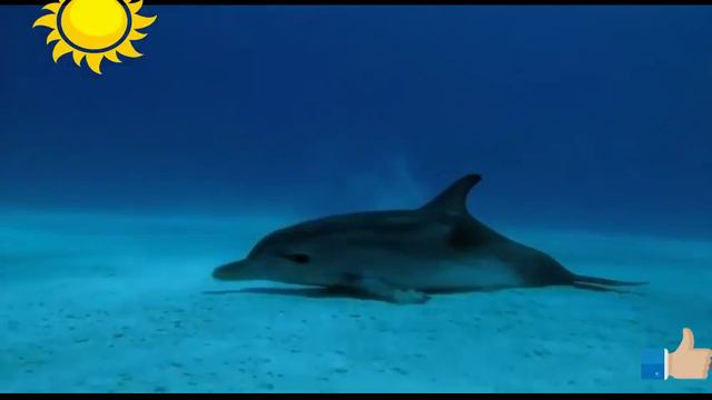 Опасные животные смотреть онлайн