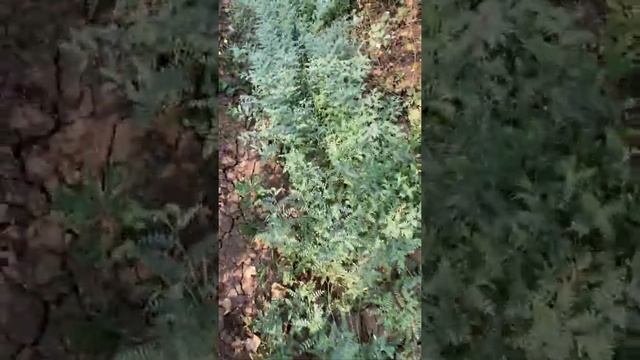 Organic chana farming for order contact @ 9924850637 смотреть онлайн