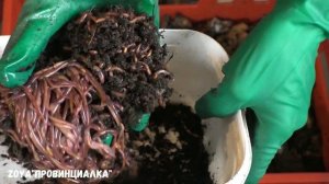 Как отделить червя СТАРАТЕЛЯ от БИОГУМУСА/ Корм для червей/#vermicompost #обретениезеленогопальца