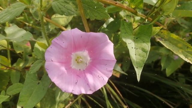 Пошла отсюда! Алину Кабаеву жестко выгнали за дверь смотреть онлайн