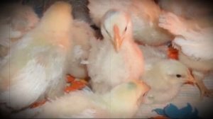 Куры породы леггорн особенности содержания, разведения и ухода!