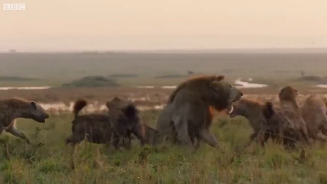 Лев и стая гиен Один в поле не воин смотреть онлайн