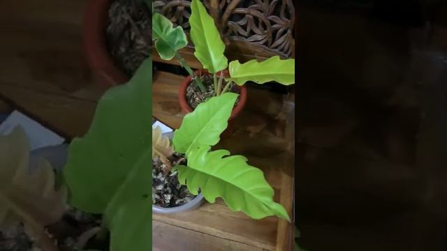 philodendron caramel golden vs philodendron golden saw ... mirippp awas jangan salah beli 😁 смотреть онлайн