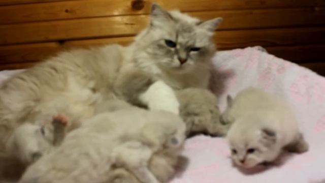 Невские маскарадные котята. смотреть онлайн