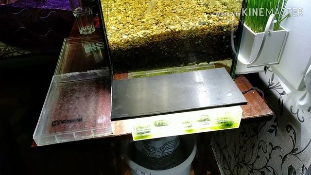 Яванский мох на камнях в синтипоне выращивание на суше/Javanese Moss On Stones In Synttipon Cultiva