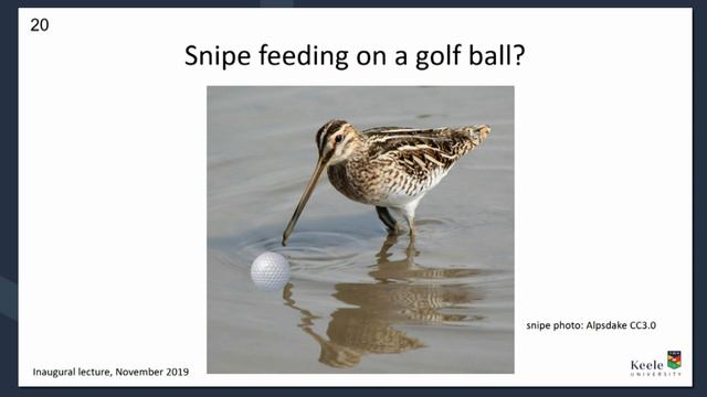 The Secret Life of Thrips смотреть онлайн