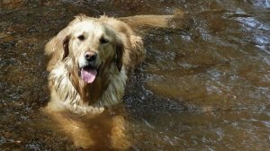 ВСЕ О ПОРОДЕ ЗОЛОТИСТЫЙ РЕТРИВЕР