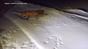 Осторожно бешенство!