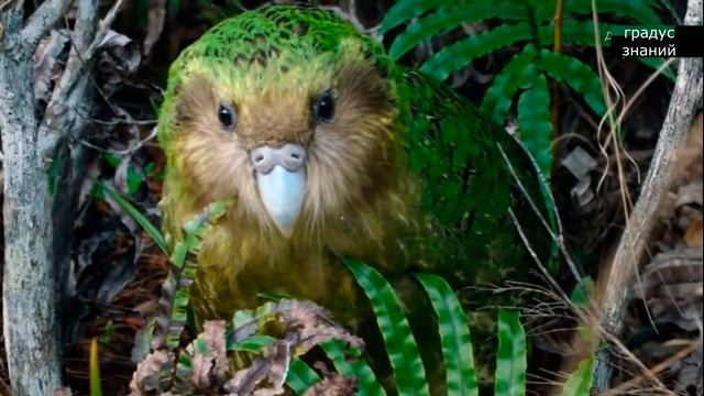 Почему вымирают попугаи Какапо