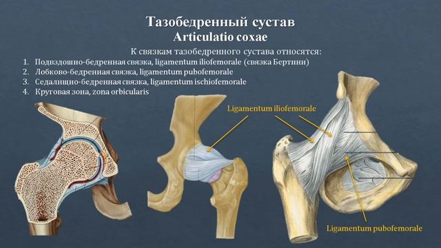 Анатомия тазобедренного сустава: строение, классификация, вспомогательный аппарат, движения смотреть онлайн