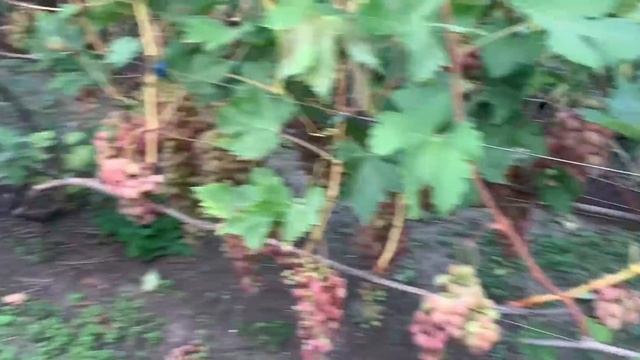 Экскурсия по винограднику: Барсум, Кишмиш Ютал, Монолит, Хелена, Дубовский Розовый, Богема и другие смотреть онлайн