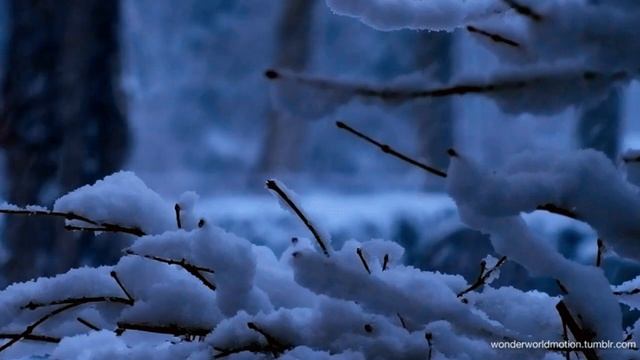 Снег на ветке. Новогодний футаж. Зимний футаж. Красивый футаж для видео. Фоновый футаж. Видеофон. смотреть онлайн