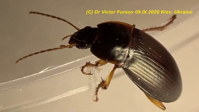 Кто Такой Жук Акробат? Жук Жужелица Отжигает! смотреть онлайн