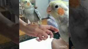 Корелла поет, говорит и стучит