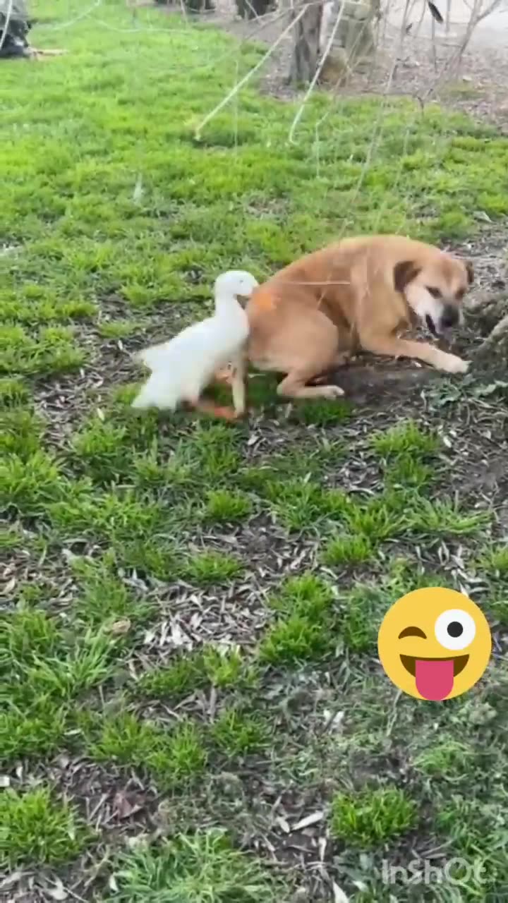 Funny-animals-?hub-funny-animals-club-youtube-?-funny-animals-dancing-??-funny-animals-fighting-