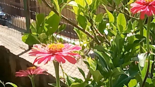 Бабочки с пол ладошки...ну очень большие. смотреть онлайн