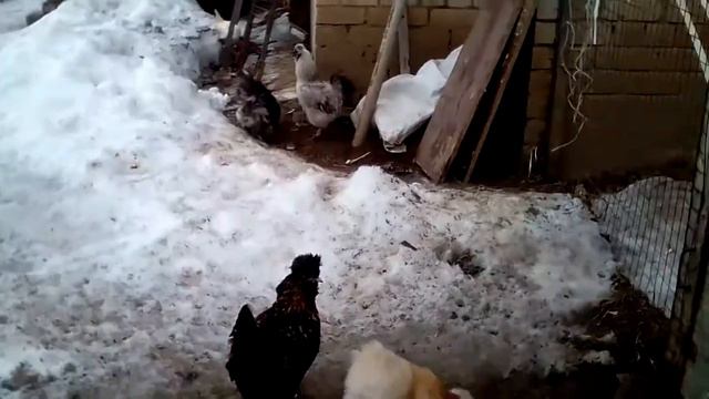 Суперские.  куры