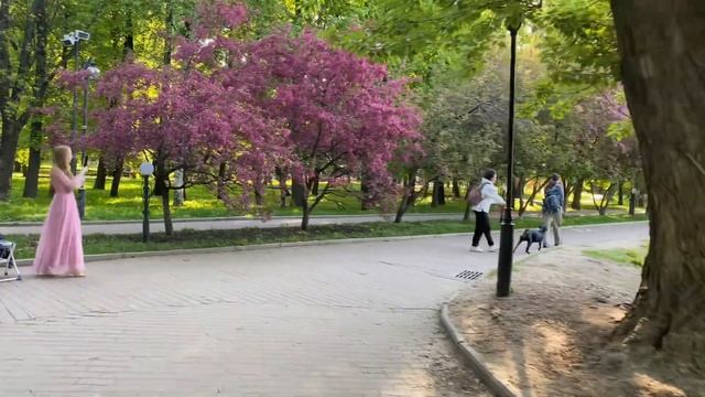 Розовые деревья в Екатерининском парке. Cherry blossom. Apple blossom. смотреть онлайн