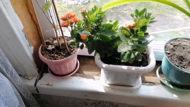 Обзор цветов у Подружки🙈😎 Не получилось, раскулачить подружку 🤣🤣🤣 смотреть онлайн