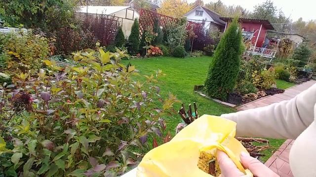 А я все сажаю и сажаю! Классные новиночки для моего сада! смотреть онлайн