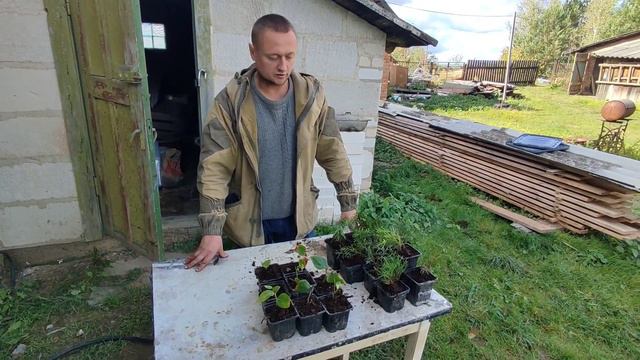 ИТОГИ ЧЕРЕНКОВАНИЯ ТУИ И ГОЛУБИКИ.ЗАЛИВАЕМ СТЯЖКУ В ДОМЕ./ДЕРЕВЕНСКИЕ БУДНИ. смотреть онлайн