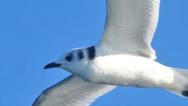 cse 455 - birb contest смотреть онлайн