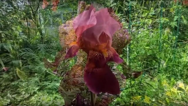 Ирис бородатый.