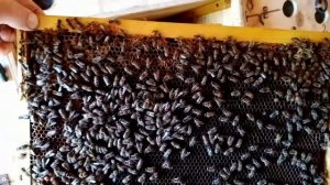 Чем лучше метить матку, чтобы выделялась среди остальных пчел.