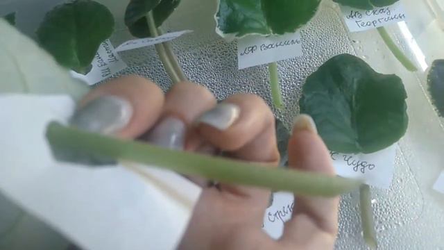 Черенки фиалок почтой. Демонстрация посадочного материала смотреть онлайн